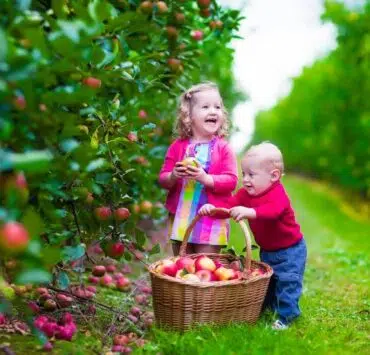 dzieci zbierają jabłka