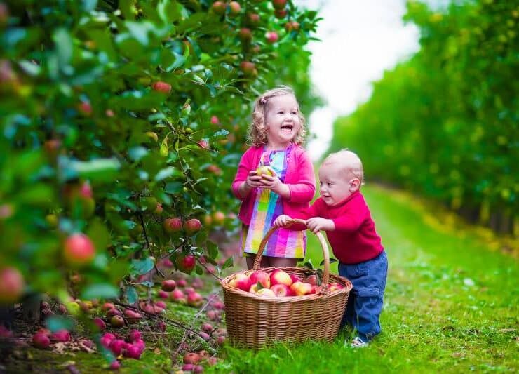 dzieci zbierają jabłka