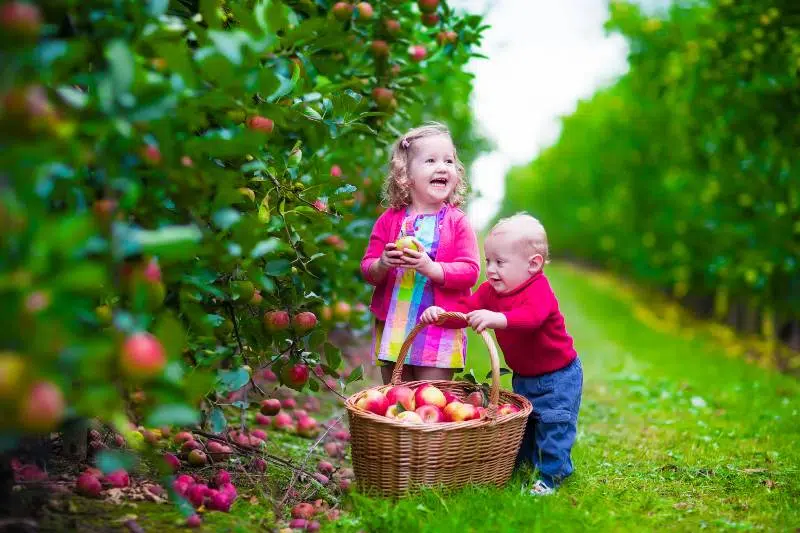 dzieci zbierają jabłka