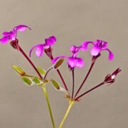 pelargonia afrykańska roślina lecznicza z Afryki