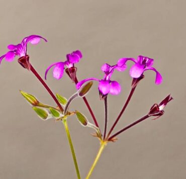 pelargonia afrykańska roślina lecznicza z Afryki