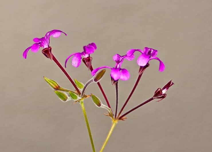 pelargonia afrykańska roślina lecznicza z Afryki