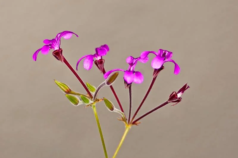 pelargonia afrykańska roślina lecznicza z Afryki