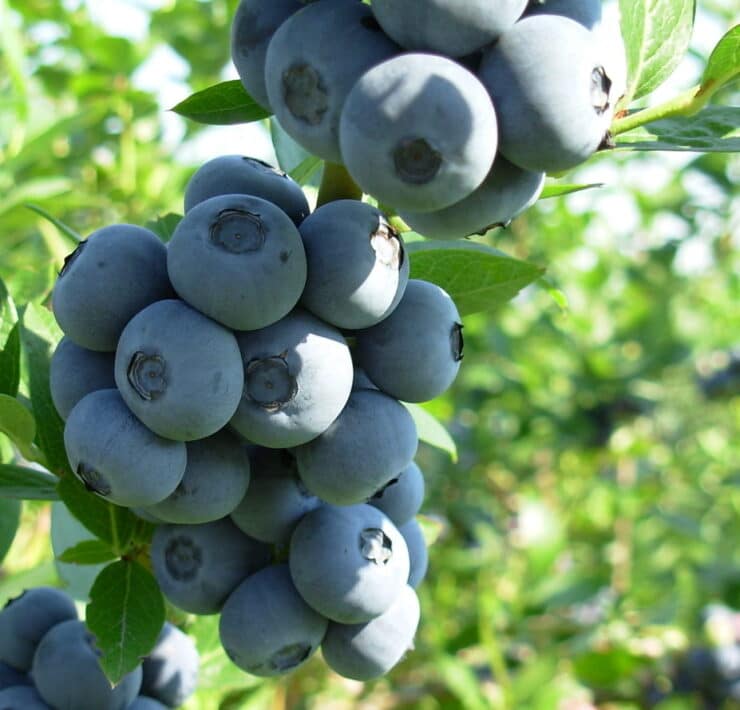 borówka amerykańska