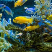 rybki w domu w akwarium