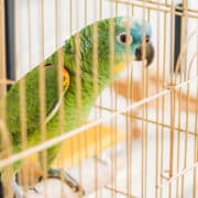 papuga w domu w klatce
