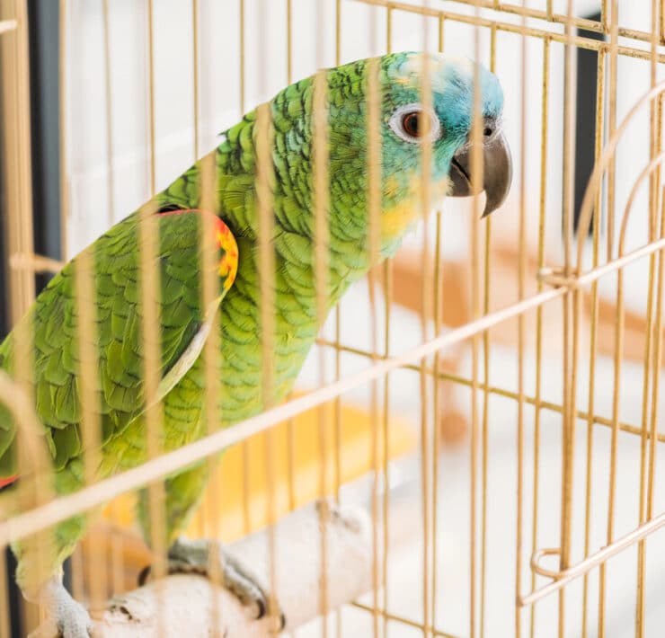 papuga w domu w klatce