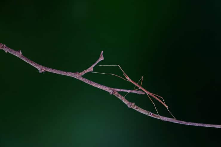 patyczak na gałęzi na ciemnym tle