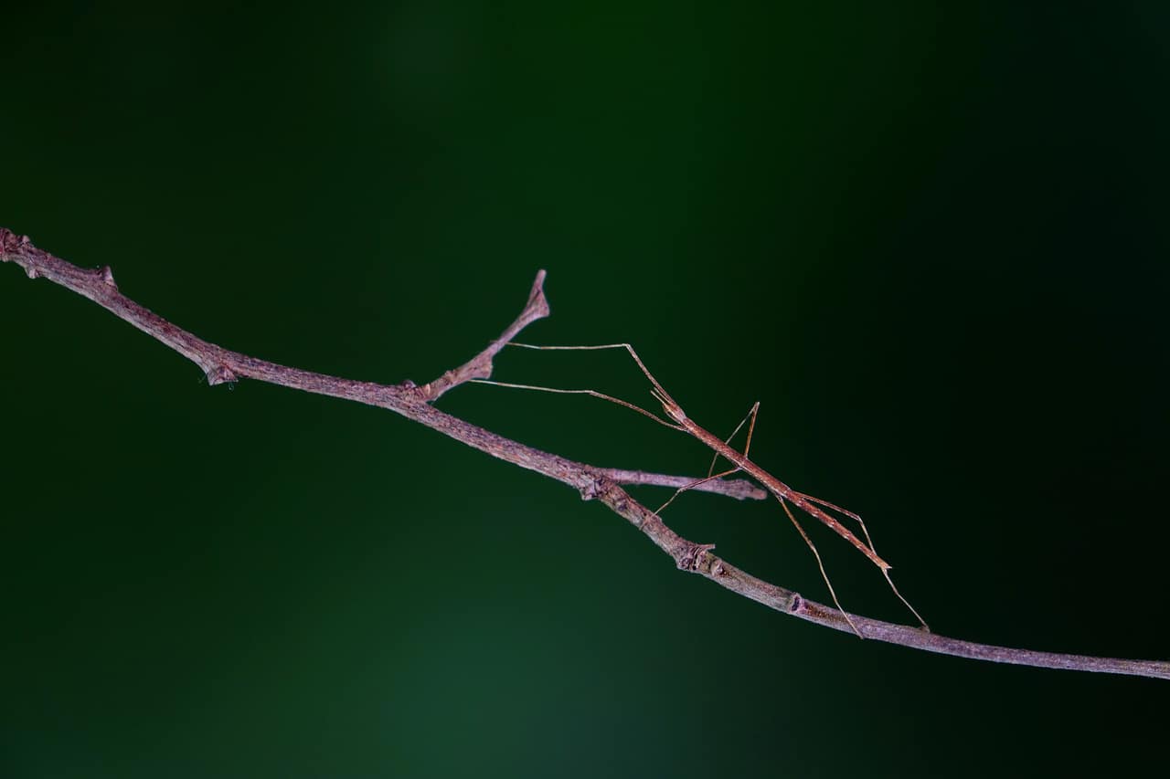 patyczak na gałęzi na ciemnym tle