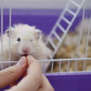 ręka człowieka, która karmi chomika ziarnem