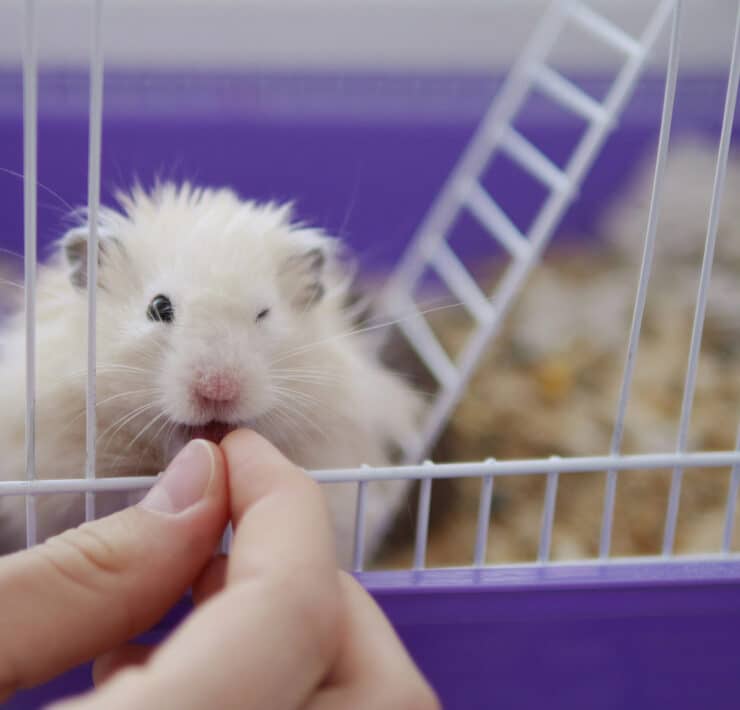 ręka człowieka, która karmi chomika ziarnem