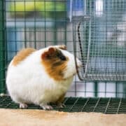 świnka morska w klatce