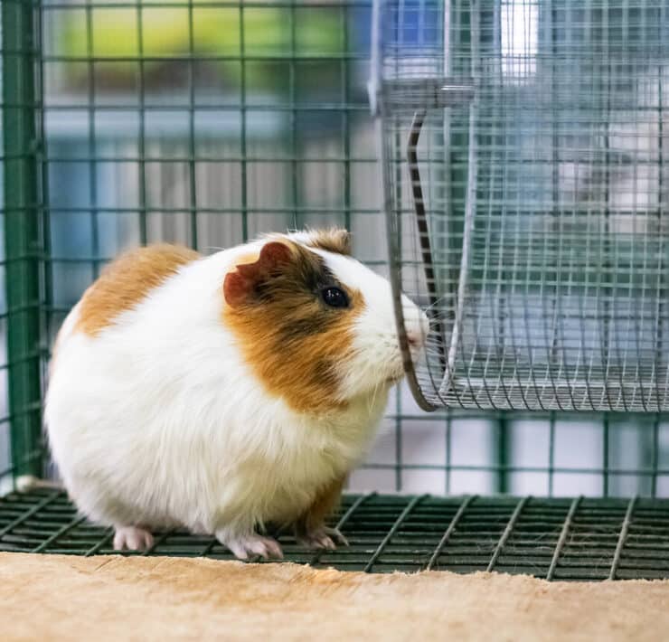 świnka morska w klatce