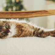 kot w domu leży na fotelu